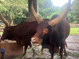 Sapi Afrika Hasil Barter Kapibara Jadi Daya Tarik Baru di Ragunan