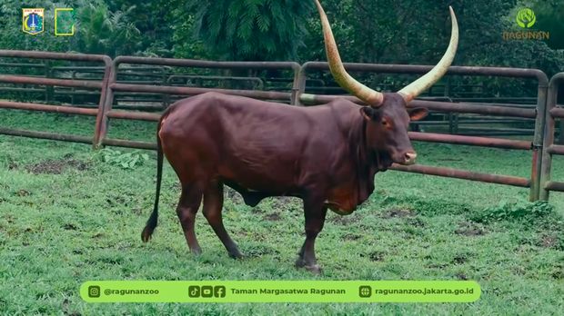 TM Ragunan menghadirkan satwa baru berupa sepasang watusi untuk menyambut libur Tahun Baru 2026. Sapi ikonik asal Afrika itu dikenal dengan tanduk besarnya. (dok IG @ragunanzoo)