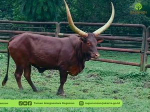 Video: Ada Koleksi Satwa Baru di Ragunan, detikers Sudah Lihat?