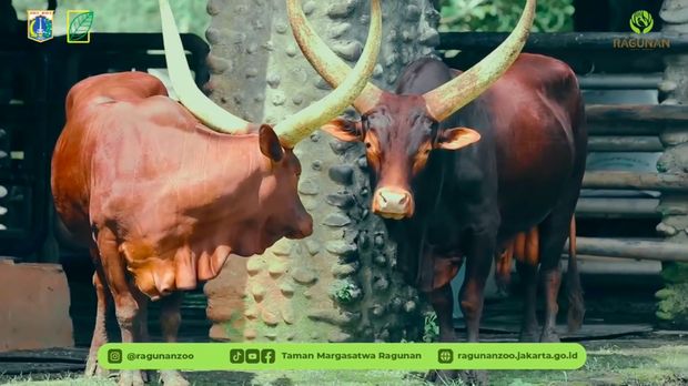 TM Ragunan menghadirkan satwa baru berupa sepasang watusi untuk menyambut libur Tahun Baru 2026. Sapi ikonik asal Afrika itu dikenal dengan tanduk besarnya. (dok IG @ragunanzoo)
