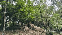 Pohon Raja, pohon tertua di Kebun Raya Bogor.