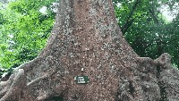 Salah satu pohon di Kebun Raya Bogor yang memiliki KTP.