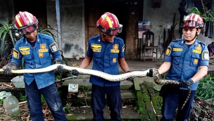 Hii! Ular Piton 3,5 Meter Satroni Dapur Warga Kunden Klaten