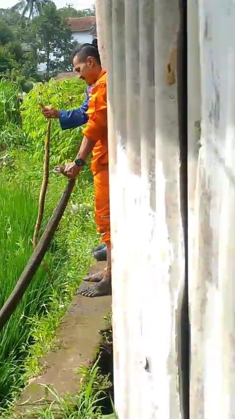 Ular sanca dan king kobra yang diamankan petugas Damkar Kabupaten Tasikmalaya