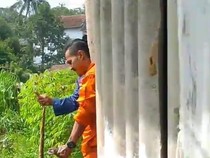 Duel King Kobra Vs Ular Sanca Bikin Warga Tasikmalaya Ketakutan