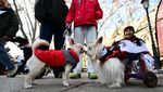 Aksi Jalan-Jalan Amal Bersama Anjing Warnai Madrid