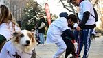 Aksi Jalan-Jalan Amal Bersama Anjing Warnai Madrid