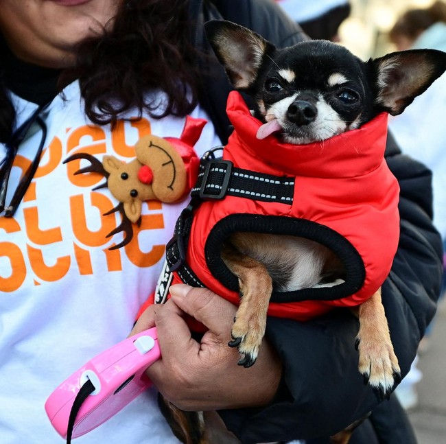 Aksi Jalan-Jalan Amal Bersama Anjing Warnai Madrid