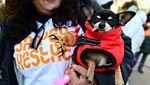 Aksi Jalan-Jalan Amal Bersama Anjing Warnai Madrid