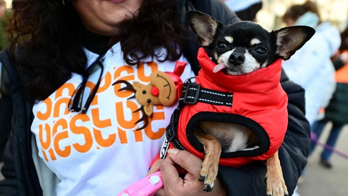 Aksi jalan-jalan amal bersama anjing mewarnai suasana Madrid, Spanyol, Selasa (30/12/2025). Ratusan warga bersama anjing peliharaan mereka mengikuti kegiatan bertajuk “Sanperrestre”, sebuah acara tahunan yang digelar menjelang akhir tahun. REUTERS/Juan Barbosa