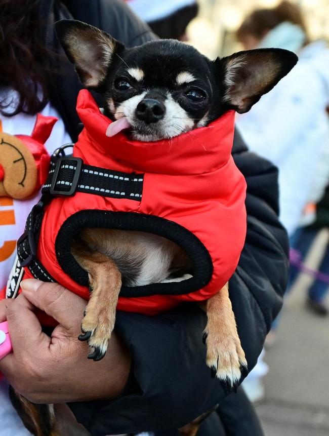 Aksi Jalan-Jalan Amal Bersama Anjing Warnai Madrid