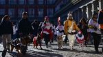 Aksi Jalan-Jalan Amal Bersama Anjing Warnai Madrid
