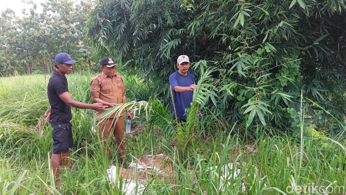 Kepala Desa Cigobang dan warga saat menunjukan tanaman sawit
