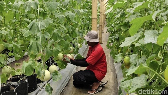 Kampung Melon Sukabumi, Destinasi Agrowisata Baru Favorit Saat Libur Panjang
