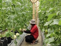 Kampung Melon Sukabumi, Destinasi Agrowisata Baru Favorit Saat Libur Panjang