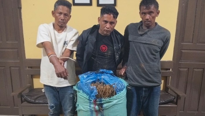Polisi Amankan 16 Kilogram Ganja-3 Orang Kurir di Madina