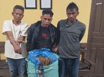 Polisi Amankan 16 Kilogram Ganja-3 Orang Kurir di Madina