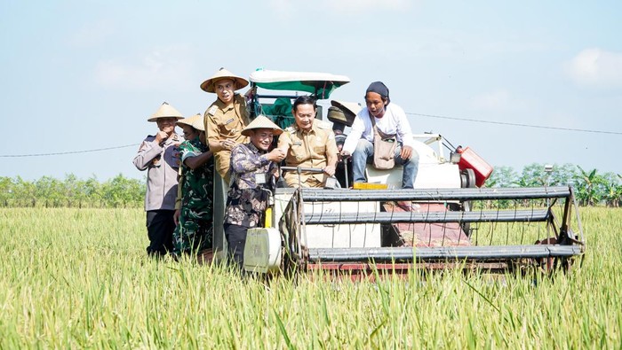 Luas lahan tanam (LTT) di Lamongan