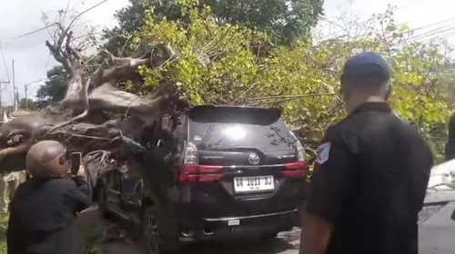 Pohon ancak tumbang menimpa dua mobil dan satu motor di Jalan TGH Lopan, Kecamatan Labuapi, Lombok Barat, Selasa (30/12/2025). (Dok. Tangkapal layar video facebook @Muh Mirza Uqail)