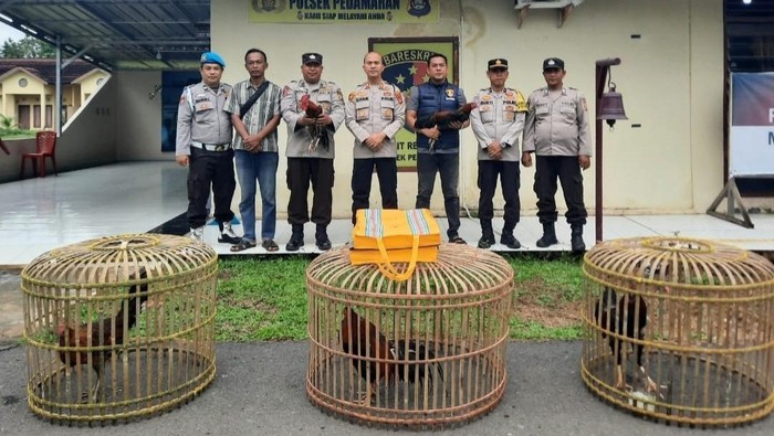 Judi Sabung Ayam di OKI Digerebek Polisi, Pemain dan Penonton Kabur