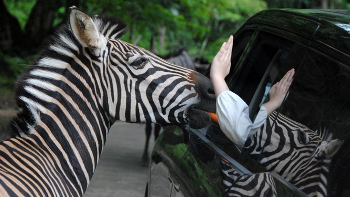 Wisatawan mengendarai mobil dengan latar jerapah (Giraffa) saat wisata satwa di Taman Safari Indonesia (TSI), Cisarua, Bogor, Jawa Barat, Selasa (30/12/2025). Wisata edukasi dan konservasi satwa TSI Bogor tersebut telah dikunjungi sebanyak 60 ribu wisatawan sejak tanggal 20 hingga 29 Desember pada masa libur sekolah, Natal dan Tahun Baru 2026. ANTARA FOTO/Arif Firmansyah