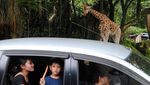 Taman Safari Bogor Jadi Destinasi Favorit Libur Sekolah