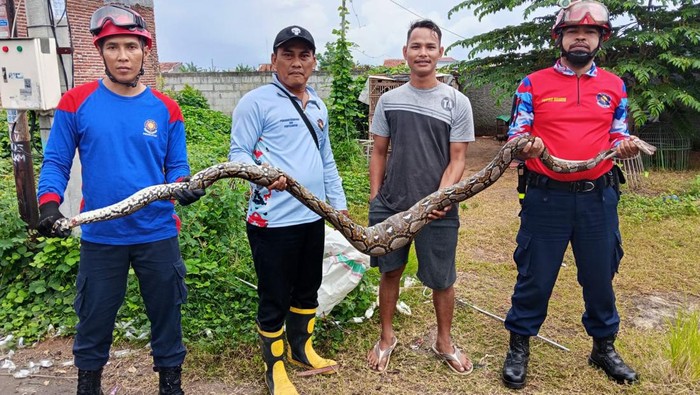 Penampakan sanca sepanjang 3 meter yang dievakuasi damkar di Klego Timur, Kota Pekalongan, Rabu (31/12/2025).