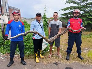Ular Sanca 3 Meter Kepergok Mangsa Ayam Jago Dalam Kandang di Pekalongan