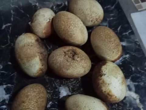 Evakuasi ular piton 2,5 meter dan 10 telurnya di Desa Dayu, Karangpandan, Karanganyar, Rabu (31/12/2025). Evakuasi ular piton 2,5 meter dan 10 telurnya di Desa Dayu, Karangpandan, Karanganyar, Rabu (31/12/2025).