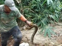 Sanca 2,5 Meter Kepergok Mengerami 10 Telur di Selepan Karanganyar