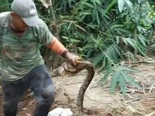 Sanca 2,5 Meter Kepergok Mengerami 10 Telur di Selepan Karanganyar