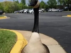 Mata Pasti Terkecoh! Foto Kamuflase Tak Sengaja Bikin Otak Nolak Percaya