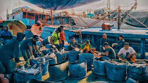 Ikan tuna dan cakalang bersiap diekspor  ke Thailand. (Dok: Perum Perindo)