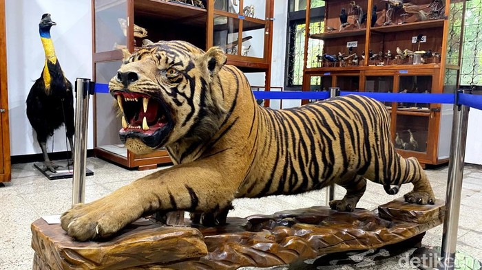 Melihat Harta Karun di Museum Zoologi ITB
