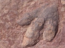 Ada Ribuan Jejak Dinosaurus di Pegunungan Ini, Usianya 210 Juta Tahun