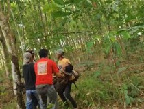 Tragis, Warga Lampung Timur Meninggal Diseruduk Gajah Liar di Way Kambas