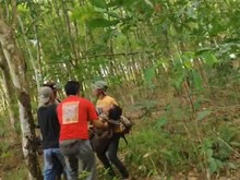 Warga Lampung Timur Tewas Diseruduk Gajah Liar di Wilayah Way Kambas