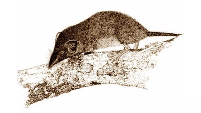 Christmas Island shrew