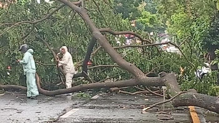 Angin Kencang Landa Muntilan, Pohon Tumbang Sempat Tutup Jalan Magelang-Jogja