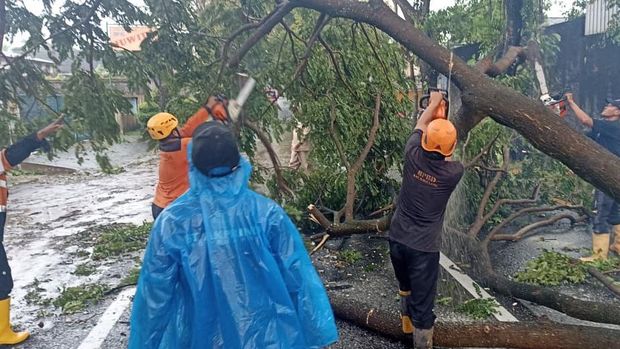 Cuaca Buruk Jateng Penanganan pohon trembesi tumbang yang menutup akses Jalan Magelang-Jogja di Tambakan, Muntilan, Kabupaten Magelang, Kamis (1/1/2026).