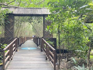 Kebun Raya Mangrove Surabaya Bukan Sekadar Wisata Alam