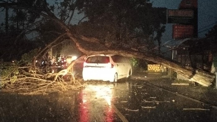 Pohon Tumbang Timpa Minibus di Tulungagung