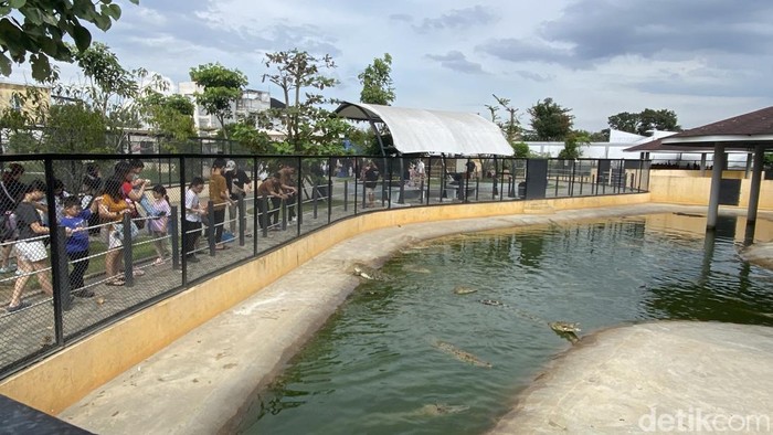 Penangkaran Buaya Asam Kumbang Medan Ramai Dikunjungi saat Tahun Baru