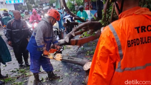 Pohon tumbang di Banjar Babakan, Desa Sambangan, Kecamatan Sukasada, Kamis (1/1/2026) sekitar pukul 16.29 Wita.