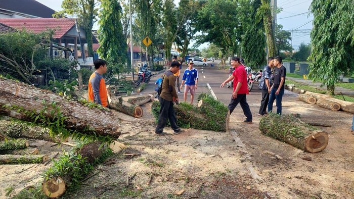 Hujan-Angin Kencang Sebabkan Pohon Tumbang di Muba, Akses Jalan Terganggu