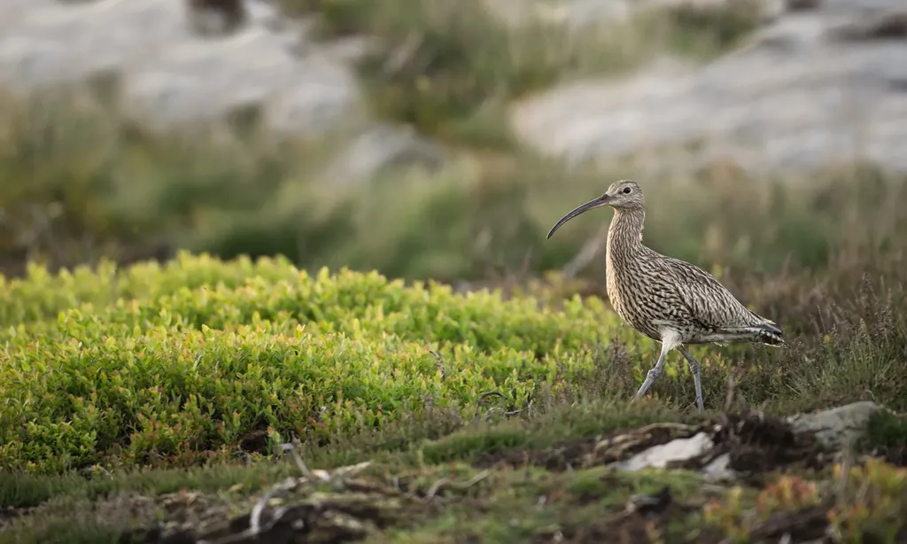 Slender-billed Curlew,