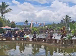 Sunflowers Cemerlang Asri di Pagar Alam Diserbu Ribuan Pengunjung Saat Nataru