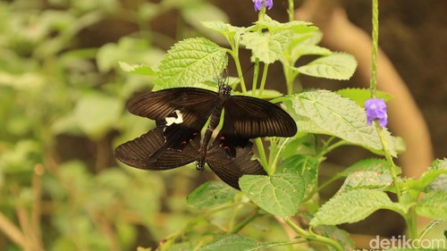 Wisata menikmati kupu-kupu di Kemenuh Butterfly Park, Gianyar, Bali, Kamis (1/1/2026).