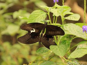 Libur Tahun Baru, Menikmati Kupu-Kupu di Kemenuh Butterfly Park Gianyar