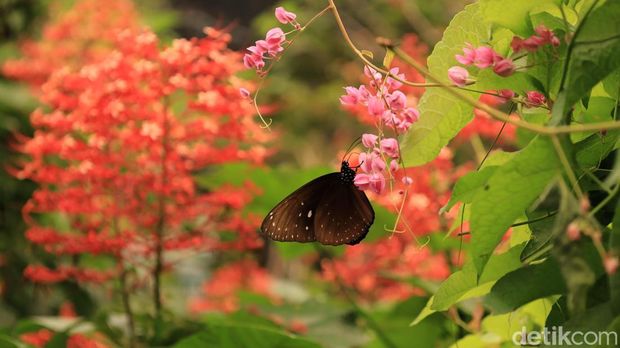 Wisata menikmati kupu-kupu di Kemenuh Butterfly Park, Gianyar, Bali, Kamis (1/1/2026). Wisata menikmati kupu-kupu di Kemenuh Butterfly Park, Gianyar, Bali, Kamis (1/1/2026).